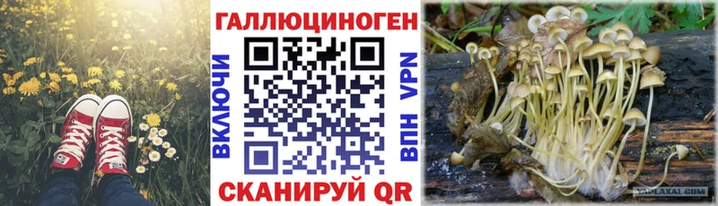 Галлюциногенные грибы Psilocybe  Купить закладки  Евпатория 